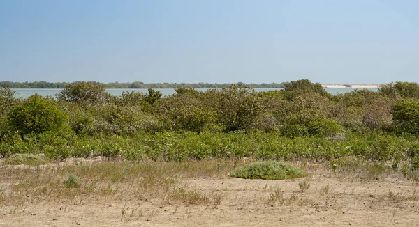 Grüne Mangroven Mafjar Katar Katar Natur — Stockfoto