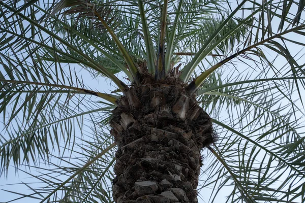 Árvore Tamareira Acima Céu Azul Claro Brilhante — Fotografia de Stock