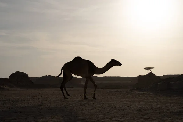 Manada Camellos Granja Caminando Durante Atardecer Qatar — Foto de Stock