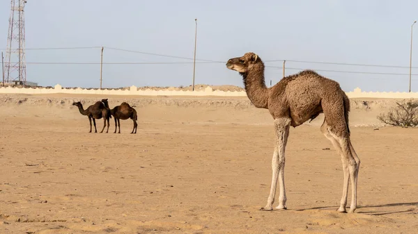 Qatar Bebé Árabe Camello Marrón Postre Dukhan — Foto de Stock