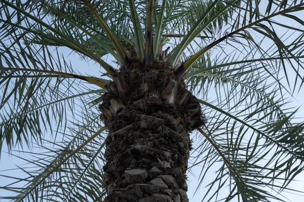 Palmera Datilera Por Encima Brillante Cielo Azul Claro —  Fotos de Stock