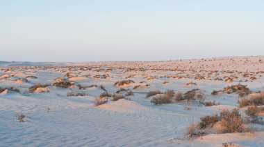 Doha, Katar - 11 Mart 2022 Sealine 'deki tepedeki küçük kum dağlarında yetişen bitkiler .