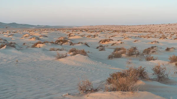 Doha Qatar Marzo 2022 Plantas Cultivadas Cima Pequeñas Dunas Las — Foto de Stock