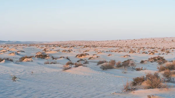 Doha Qatar Marzo 2022 Piante Coltivate Cima Piccole Montagne Dune — Foto Stock