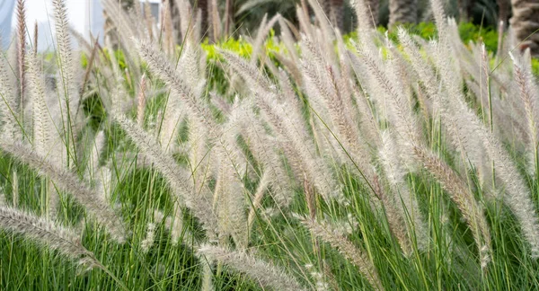 Hierba Fuente Púrpura Una Planta Ornamental Pennisetum Alopecuroides Hameln Hierba —  Fotos de Stock