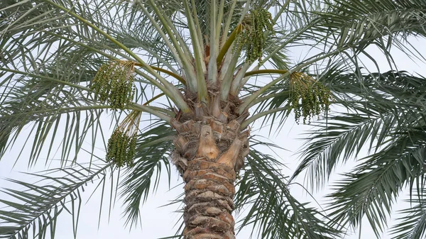 Beginning Summer Dates Growing Date Plant — Stock Photo, Image