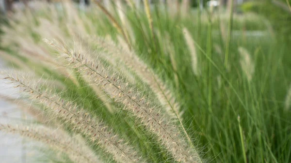 Hierba Fuente Púrpura Una Planta Ornamental Pennisetum Alopecuroides Hameln Hierba —  Fotos de Stock