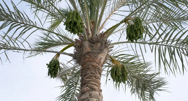 夏の初めに日付の植物で成長します — ストック写真