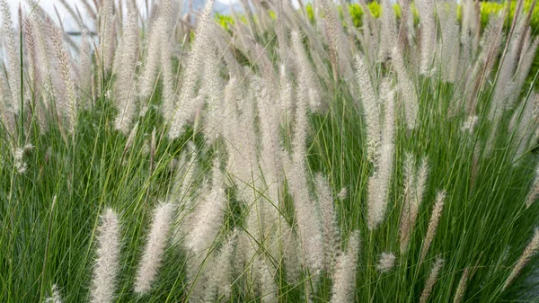 Hierba Fuente Púrpura Una Planta Ornamental Pennisetum Alopecuroides Hameln Hierba —  Fotos de Stock