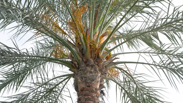 Con Comienzo Del Verano Fechas Que Crecen Planta Fecha —  Fotos de Stock