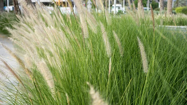 Grama Tinteiro Roxa Uma Planta Ornamental Pennisetum Alopecuroides Hameln Grama — Fotografia de Stock