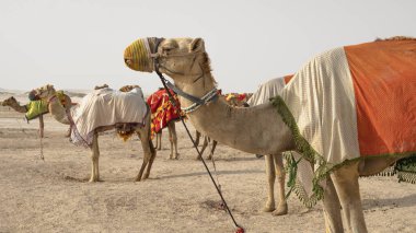 Camels with traditional dresses,waiting beside road for tourists for camel ride in Sea line, Qatar.