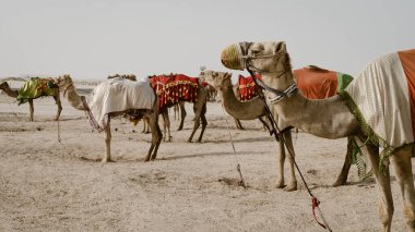 Camels with traditional dresses,waiting beside road for tourists for camel ride in Sea line, Qatar.