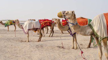 Camels with traditional dresses,waiting beside road for tourists for camel ride in Sea line, Qatar.