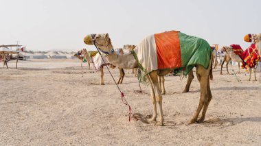 Camels with traditional dresses,waiting beside road for tourists for camel ride in Sea line, Qatar.