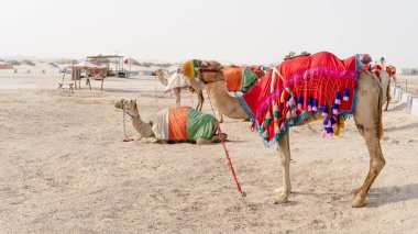 Camels with traditional dresses,waiting beside road for tourists for camel ride in Sea line, Qatar.