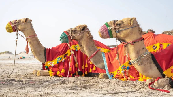 Верблюды Традиционных Одеждах Ожидающие Дороги Туристов Верблюжьей Прогулки Морской Линии — стоковое фото