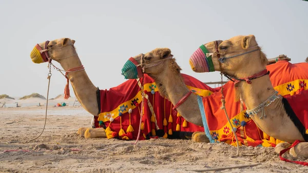 Верблюды Традиционных Одеждах Ожидающие Дороги Туристов Верблюжьей Прогулки Морской Линии — стоковое фото