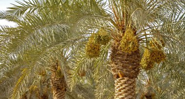 Plantation of date palms, agriculture industry in desert areas of the Middle East