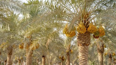Plantation of date palms, agriculture industry in desert areas of the Middle East