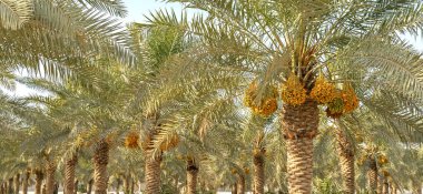 Plantation of date palms, agriculture industry in desert areas of the Middle East