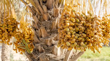 Plantation of date palms, agriculture industry in desert areas of the Middle East