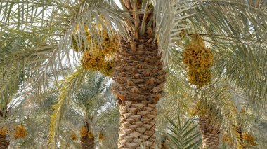 Plantation of date palms, agriculture industry in desert areas of the Middle East