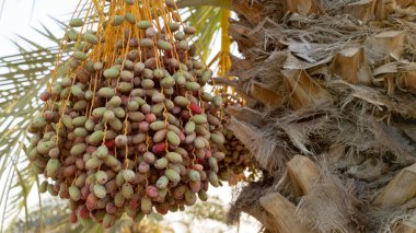 Plantation of date palms, agriculture industry in desert areas of the Middle East