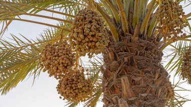 Plantation of date palms, agriculture industry in desert areas of the Middle East
