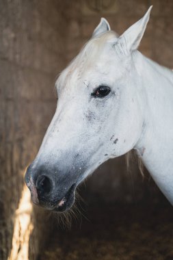 Close up shot of horses in stables.