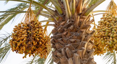 Plantation of date palms, agriculture industry in desert areas of the Middle East