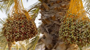 Plantation of date palms, agriculture industry in desert areas of the Middle East