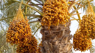 Plantation of date palms, agriculture industry in desert areas of the Middle East