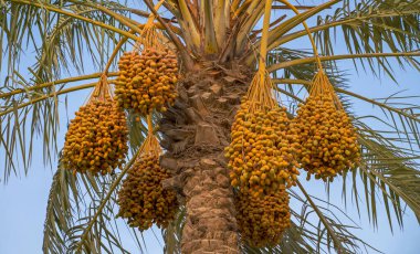Plantation of date palms, agriculture industry in desert areas of the Middle East