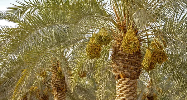 Plantation Date Palms Agriculture Industry Desert Areas Middle East — Fotografia de Stock