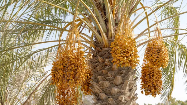 Plantation Date Palms Agriculture Industry Desert Areas Middle East — Foto de Stock