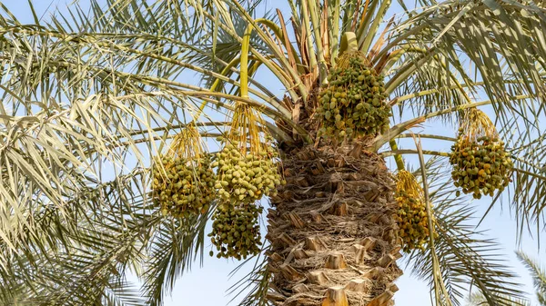 Plantation Date Palms Agriculture Industry Desert Areas Middle East — Fotografia de Stock