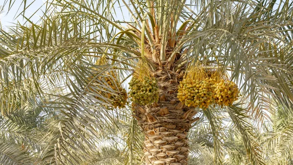 Plantation Date Palms Agriculture Industry Desert Areas Middle East — Fotografia de Stock