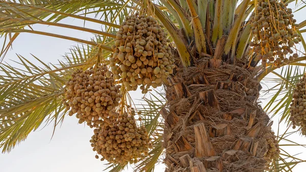 Plantation Date Palms Agriculture Industry Desert Areas Middle East —  Fotos de Stock