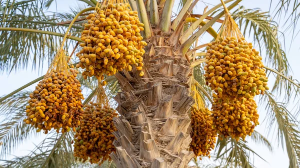 Plantation of date palms, agriculture industry in desert areas of the Middle East