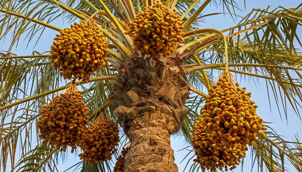 Plantation Date Palms Agriculture Industry Desert Areas Middle East — Foto de Stock
