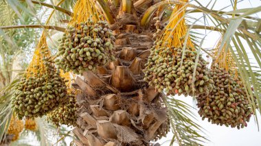 Plantation of date palms, agriculture industry in desert areas of the Middle East