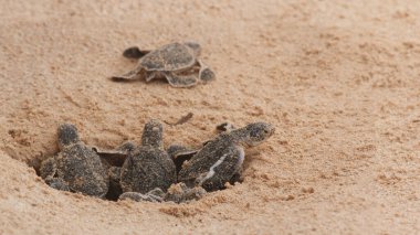Multiple Loggerhead baby sea turtles hatching at a turtle farm in Hikkaduwa. Sri Lanka.