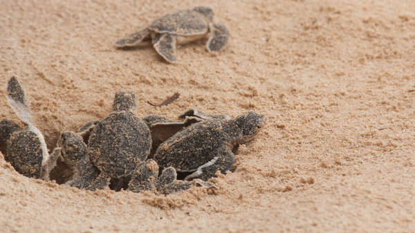 Multiple Loggerhead baby sea turtles hatching at a turtle farm in Hikkaduwa. Sri Lanka.