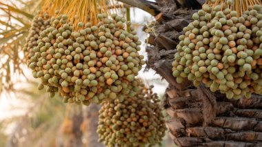 Arap ülkelerindeki tarlalarda yetişen tarihler.