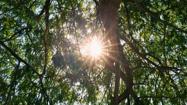 Sun Rays Coming Tree Branch — Stock Photo, Image