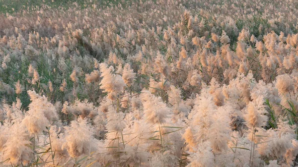 Pampas Grass Grown Abu Nakla Pond Qatar — Stock Photo, Image