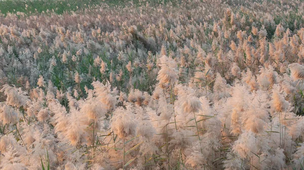 Pampas Herbe Cultivée Abu Nakla Étang Dans Qatar — Photo
