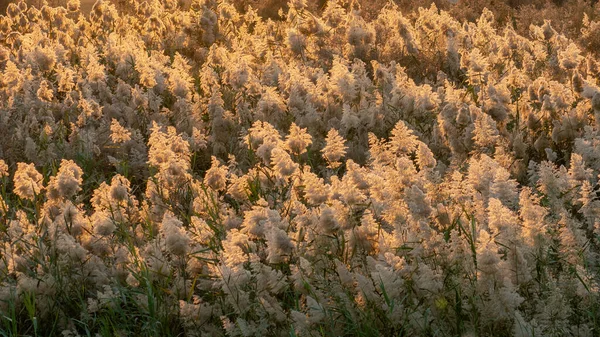 Trawa Pampas Uprawiana Stawie Abu Nakla Katarze — Zdjęcie stockowe