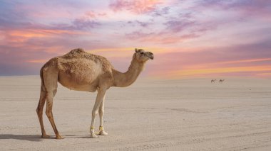 Katar 'ın Sealine plajında çölde özgürce yürüyen develer.